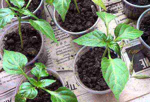 what varieties of hot peppers can be grown on the windowsill