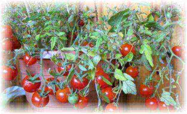 what varieties of tomatoes can be grown on a windowsill in winter