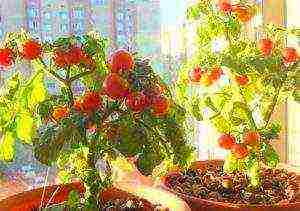 what varieties of tomatoes can be grown on a windowsill in winter