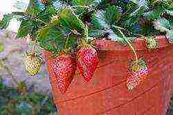 what varieties of strawberries can be grown at home all year round