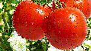 which tomatoes are better to grow in the Leningrad region