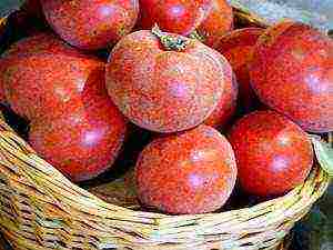 which tomatoes are better to grow in the Leningrad region