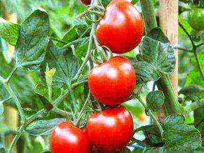 which tomatoes are better to grow in the Leningrad region