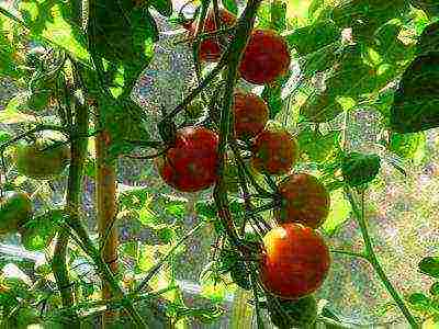 which tomatoes are better to grow in the Leningrad region