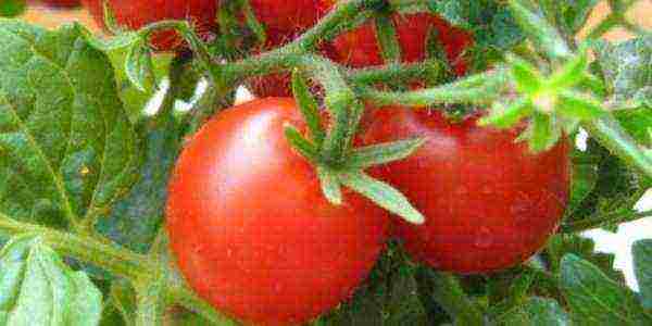 which tomatoes are better to grow in the Leningrad region