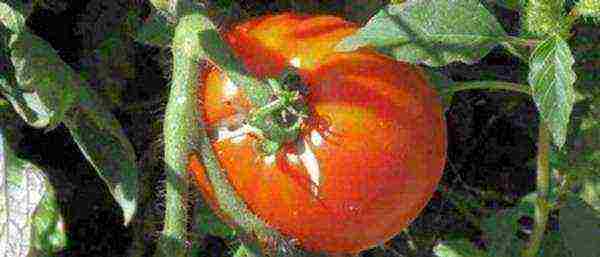 which tomatoes are better to grow in the Leningrad region