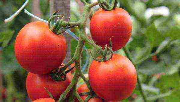 which tomatoes are better to grow in the Leningrad region