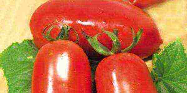 which tomatoes are better to grow in the Leningrad region