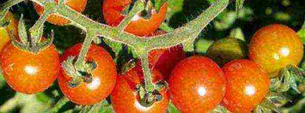 which tomatoes are better to grow in the Leningrad region