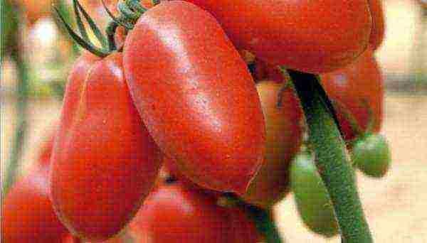 which tomatoes are better to grow in the Leningrad region