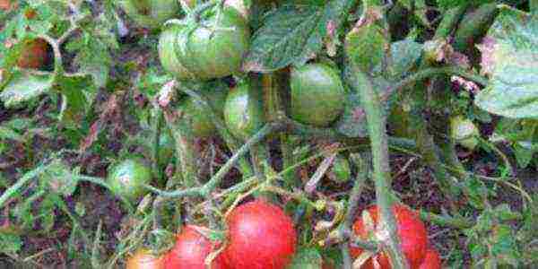 which tomatoes are better to grow in the Leningrad region