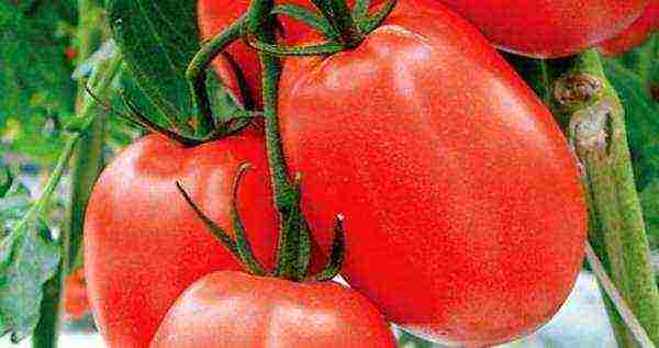 which tomatoes are better to grow in the Leningrad region