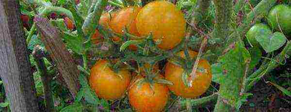 which tomatoes are better to grow in the Leningrad region