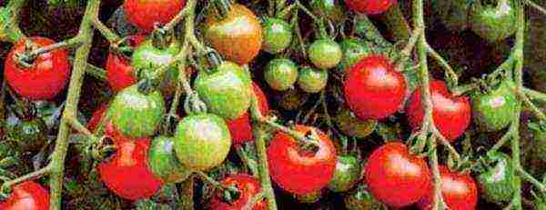 which tomatoes are better to grow in the Leningrad region