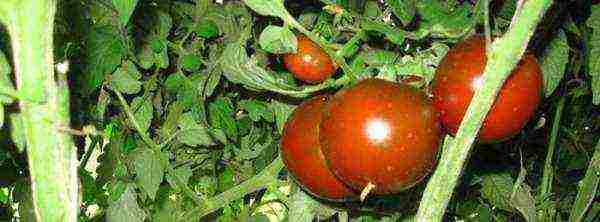 which tomatoes are better to grow in the Leningrad region