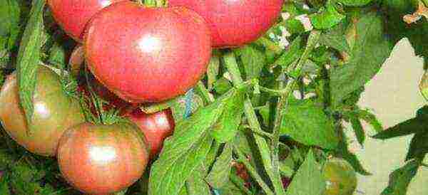 which tomatoes are better to grow in the Leningrad region