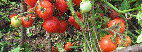 which tomatoes are better to grow in the Leningrad region