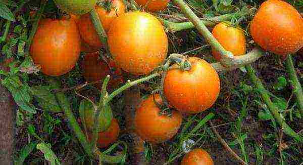 which tomatoes are better to grow in the Leningrad region