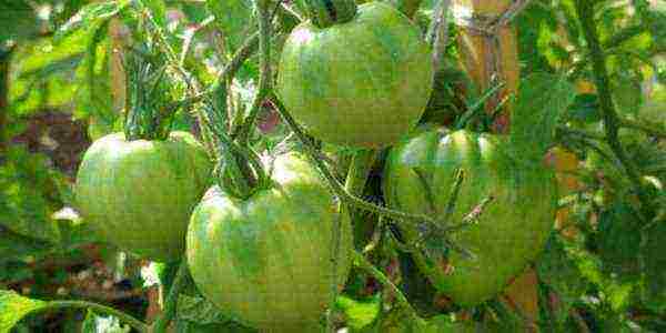 which tomatoes are better to grow in the Leningrad region