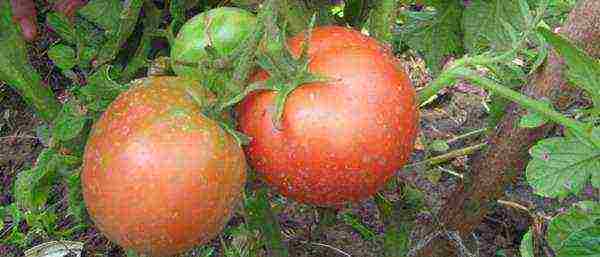 which tomatoes are better to grow in the Leningrad region