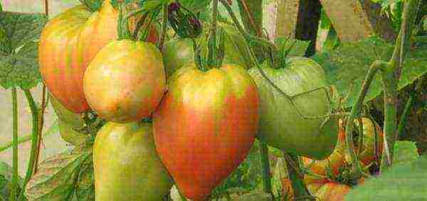 which tomatoes are better to grow in the Leningrad region