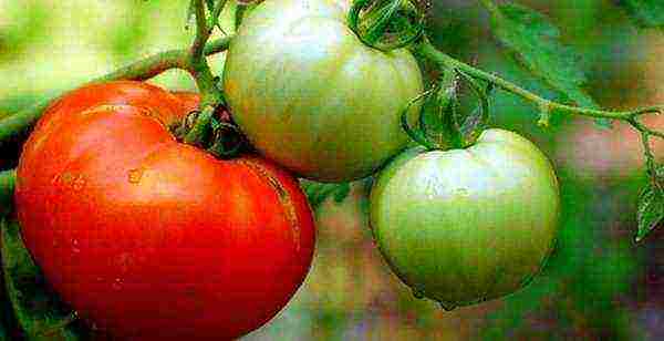 which tomatoes are better to grow in the Leningrad region