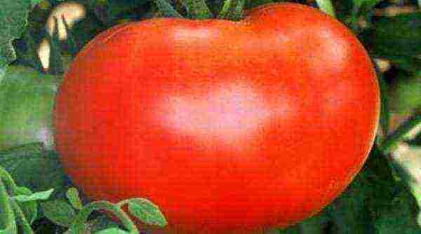 which tomatoes are better to grow in the Leningrad region