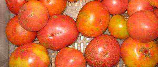 which tomatoes are better to grow in the Leningrad region