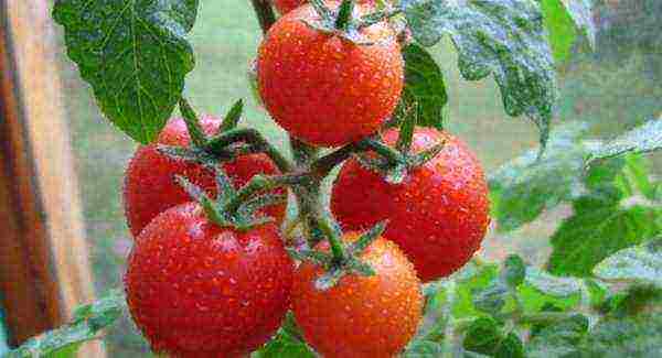 which tomatoes are better to grow in the Leningrad region