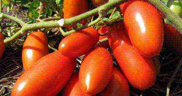 which tomatoes are better to grow in the Leningrad region