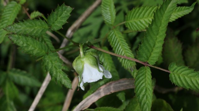 what southern plants can be grown in the middle lane