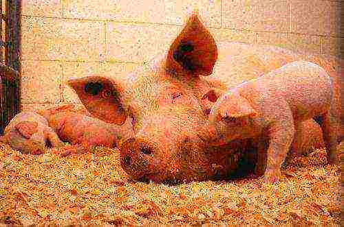 which piglets are best raised for male or female meat