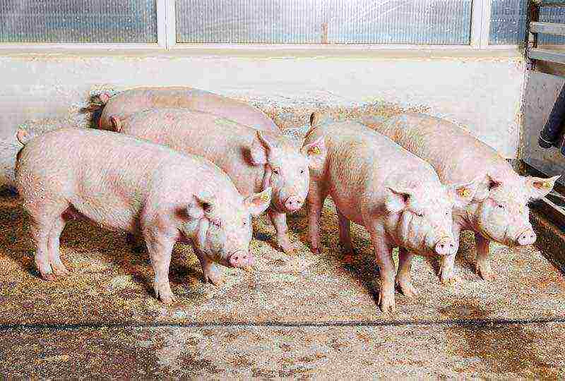 which piglets are best raised for male or female meat