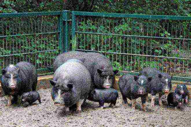 aling mga piglet ang pinakamahusay na itinaas para sa karne ng lalaki o babae