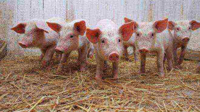 which piglets are best raised for male or female meat