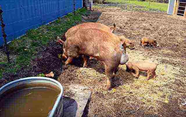 aling mga piglet ang pinakamahusay na itinaas para sa karne ng lalaki o babae