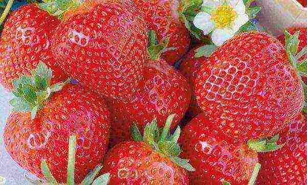 aling iba't ibang mga strawberry ang mas mahusay na lumaki sa Teritoryo ng Krasnodar