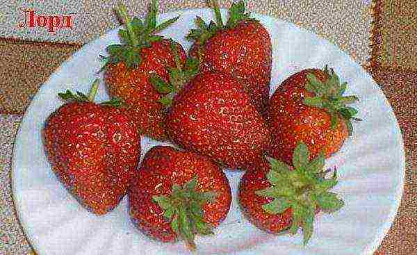 which variety of strawberries is better to grow in the Krasnodar Territory