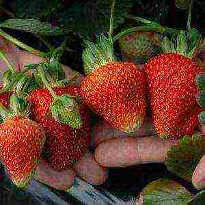 aling iba't ibang mga strawberry ang mas mahusay na lumaki sa Teritoryo ng Krasnodar