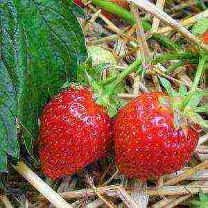 which variety of strawberries is better to grow in the Krasnodar Territory