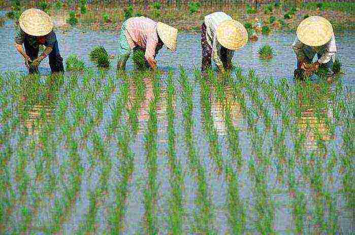 anong uri ng ani ng agrikultura ang lumaki ang mga Tsino