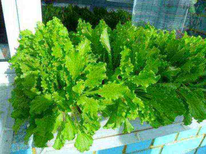 what greens can be grown all year round on the windowsill