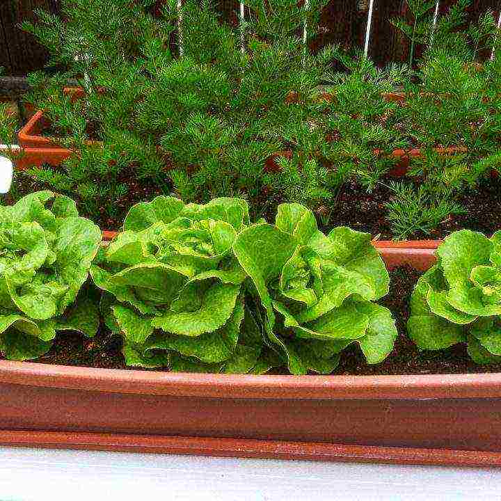 what greens can be grown all year round on the windowsill