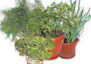 what greens can be grown all year round on the windowsill