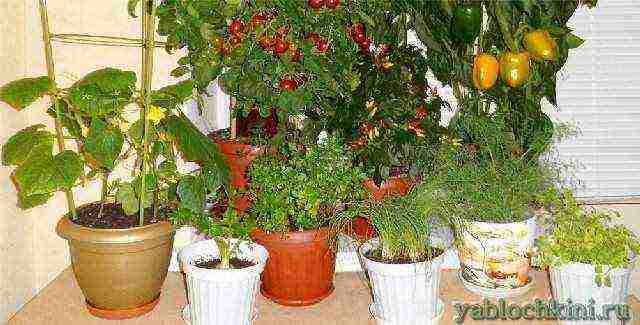 what greens can be grown all year round on the windowsill