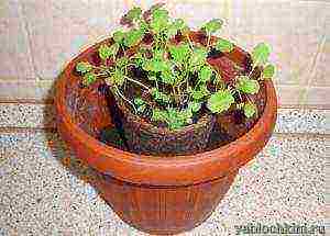 what greens can be grown all year round on the windowsill