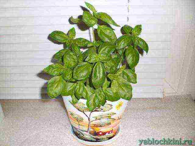 what greens can be grown all year round on the windowsill