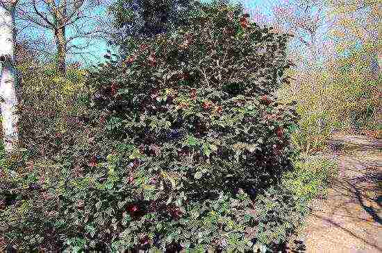 camellia varietal tree planting at pangangalaga sa labas