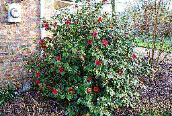 camellia varietal tree planting and outdoor care