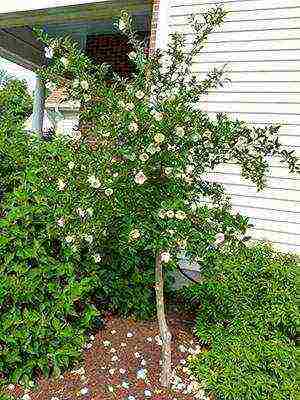 camellia varietal tree planting and outdoor care